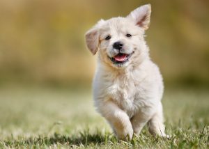 Playful-Golden-Retriever-Puppy