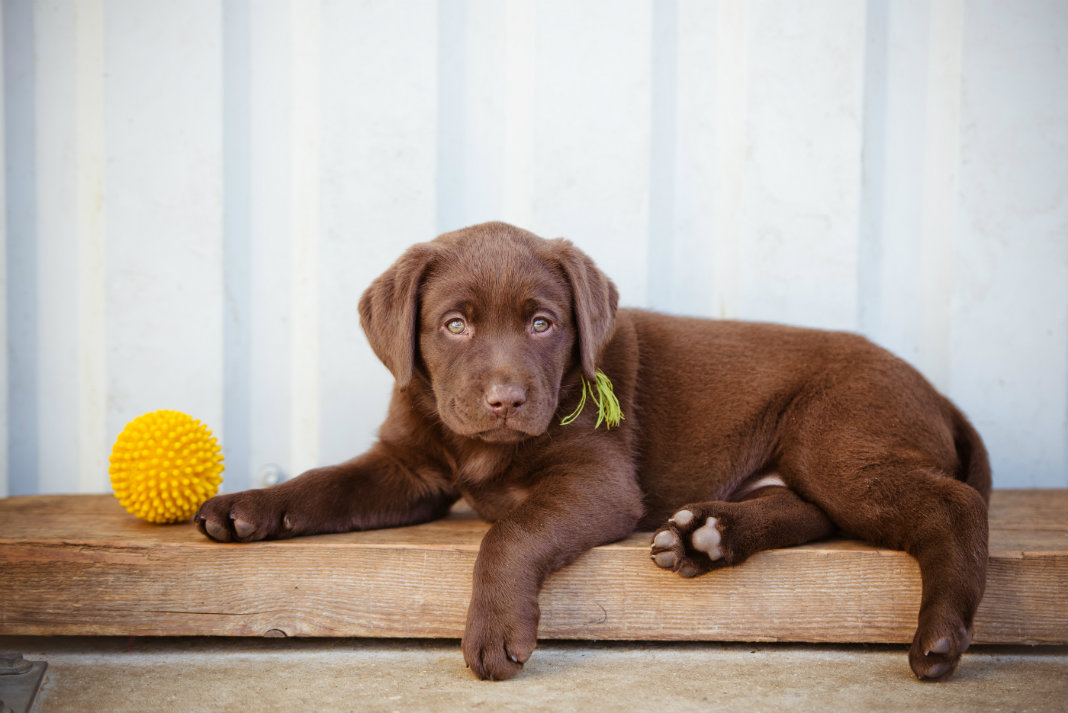 Don’t Make These Rookie Puppy Mistakes