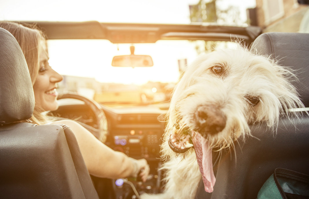 Seat Belts for Dogs & Riding in the Car