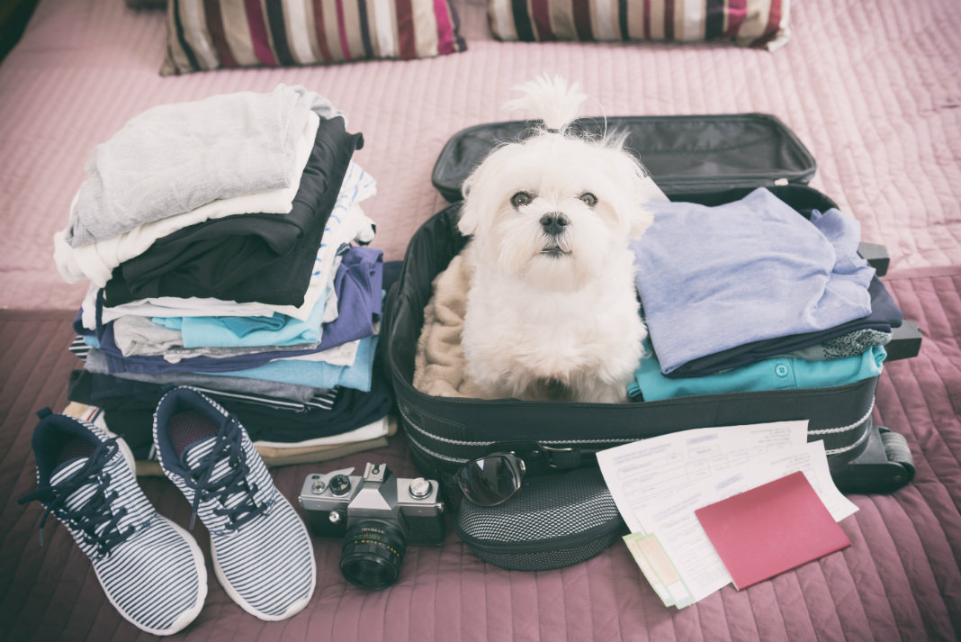 Four Tips On Travelling By Car With Your Dog