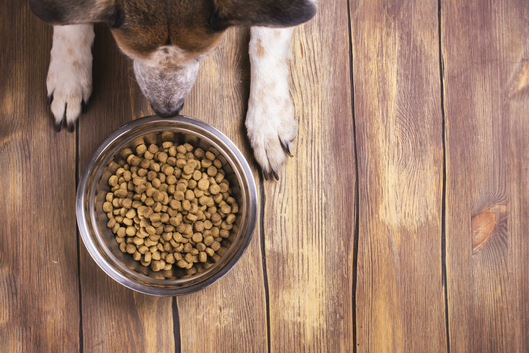 Four Tips for Choosing Your Dog’s Food