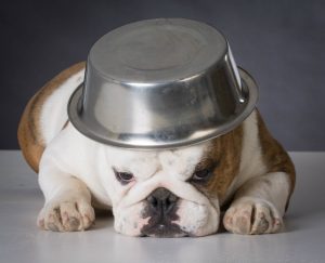 english-bulldog-with-dog-food-wwl