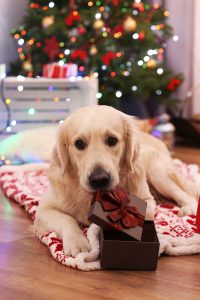 Big Labrador lying on plaid on wooden floor and Christmas tree background