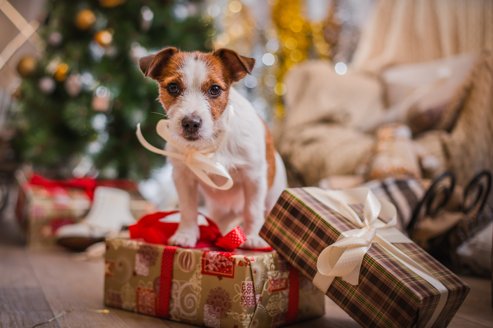 Holiday Dangers For Your Dog – What to look for & how to avoid them.