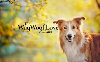 Wag Woof Love Podcast Trailer