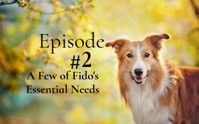 A Few of Fido’s Essential Needs